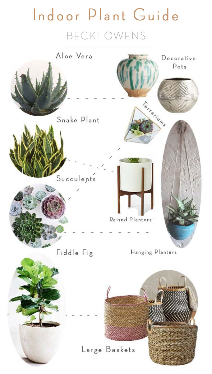 indoor plant guide becki owens
